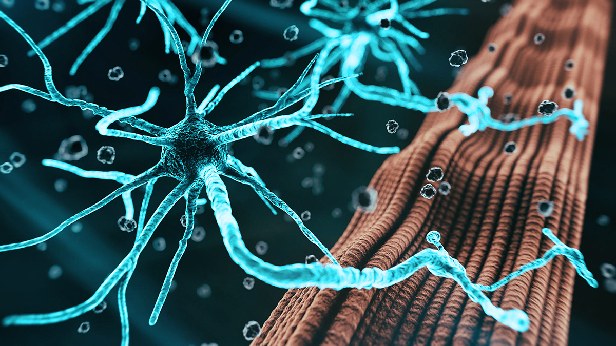 BARDA RFI Neuromuscular Junction